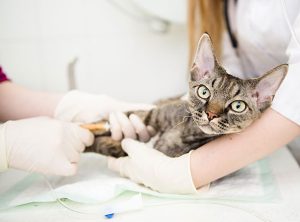 pet wellness exams